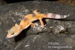 Leopardgecko, Eublepharis Macularius, HIGH YELLOW 7 Leopardgecko, Eublepharis Macularius, HIGH YELLOW -Zoohandlung Leopardgecko Eublepharis macularius High Yellow2 1