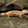 Leopardgecko, Eublepharis Macularius, JUNGLE 2 Leopardgecko, Eublepharis Macularius, JUNGLE -Zoohandlung Leopardgecko Eublepharis macularius Jungle1