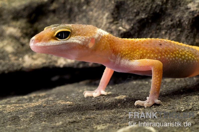 Leopardgecko, Eublepharis Macularius, JUNGLE 4 Leopardgecko, Eublepharis Macularius, JUNGLE – Bild 2