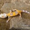Leopardgecko, Eublepharis Macularius, LEMON FROST -Zoohandlung Leopardgecko Eublepharis macularius Lemon Frost