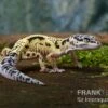 Leopardgecko, Eublepharis Macularius, LEMON FROST MACK SNOW -Zoohandlung Leopardgecko Eublepharis macularius Lemon Frost Mack Snow 13