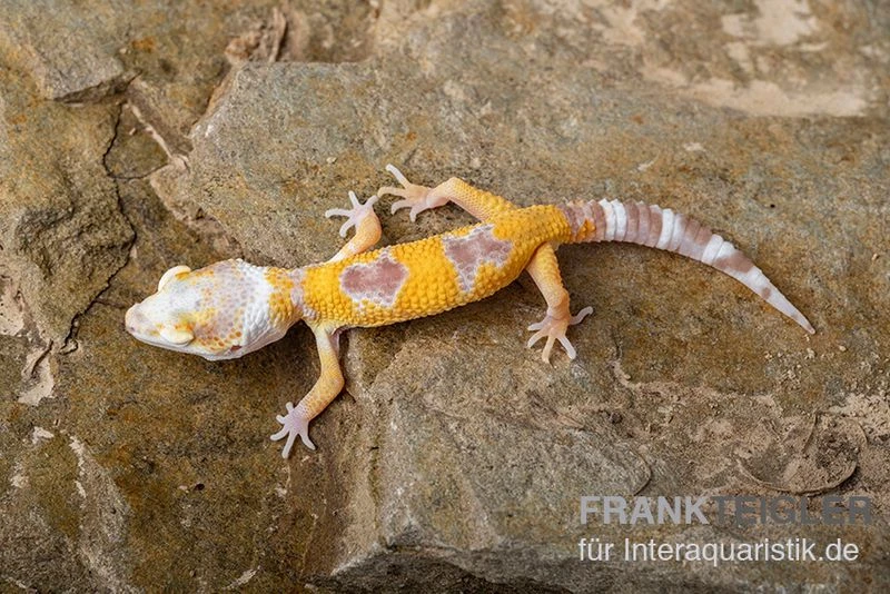 Leopardgecko, Eublepharis Macularius, LEMON FROST 3 Leopardgecko, Eublepharis Macularius, LEMON FROST