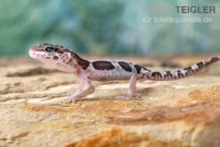 Leopardgecko, Eublepharis Macularius, MACK SNOW -Zoohandlung Leopardgecko Eublepharis macularius Mack Snow 2