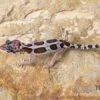 Leopardgecko, Eublepharis Macularius, MACK SNOW 1 Leopardgecko, Eublepharis Macularius, MACK SNOW -Zoohandlung Leopardgecko Eublepharis macularius Mack Snow 5