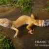 Leopardgecko, Eublepharis Macularius, NORMAL 2 Leopardgecko, Eublepharis Macularius, NORMAL -Zoohandlung Leopardgecko Eublepharis macularius Normal 1