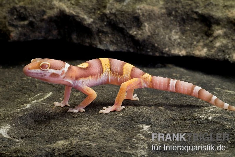 Leopardgecko, Eublepharis Macularius, PASTEL TREMPER ALBINO 3 Leopardgecko, Eublepharis Macularius, PASTEL TREMPER ALBINO
