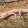 Leopardgecko, Eublepharis Macularius, RAPTOR 2 Leopardgecko, Eublepharis Macularius, RAPTOR -Zoohandlung Leopardgecko Eublepharis macularius Raptor 1