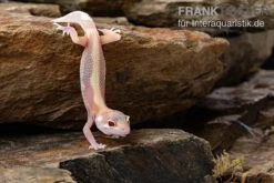 Leopardgecko, Eublepharis Macularius, STRIPE TREMPER ALBINO ECLIPSE -Zoohandlung Leopardgecko Eublepharis macularius Stripe Tremper Albino Eclipse 11