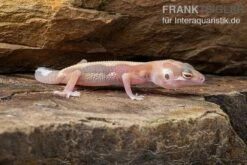 Leopardgecko, Eublepharis Macularius, STRIPE TREMPER ALBINO ECLIPSE -Zoohandlung Leopardgecko Eublepharis macularius Stripe Tremper Albino Eclipse 2