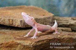 Leopardgecko, Eublepharis Macularius, STRIPE TREMPER ALBINO ECLIPSE -Zoohandlung Leopardgecko Eublepharis macularius Stripe Tremper Albino Eclipse 4