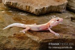 Leopardgecko, Eublepharis Macularius, STRIPE TREMPER ALBINO ECLIPSE -Zoohandlung Leopardgecko Eublepharis macularius Stripe Tremper Albino Eclipse 9