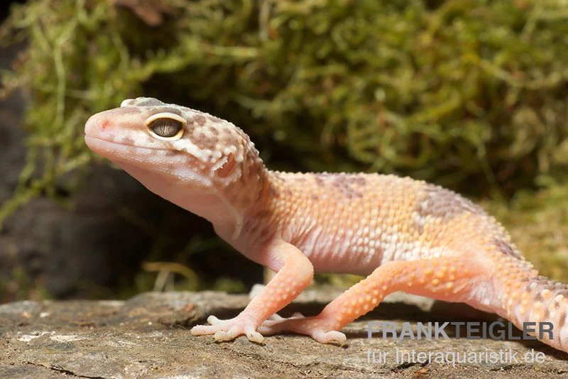 Leopardgecko, Eublepharis Macularius, SUNGLOW 4 Leopardgecko, Eublepharis Macularius, SUNGLOW – Bild 2