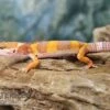 Leopardgecko, Eublepharis Macularius, TANGERINE -Zoohandlung Leopardgecko Eublepharis macularius Tangerine 4