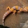 Leopardgecko, Eublepharis Macularius, TANGERINE BELL ALBINO -Zoohandlung Leopardgecko Eublepharis macularius Tangerine Bell Albino 6