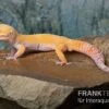 Leopardgecko, Eublepharis Macularius, TANGERINE ECLIPSE 1 Leopardgecko, Eublepharis Macularius, TANGERINE ECLIPSE -Zoohandlung Leopardgecko Eublepharis macularius Tangerine Eclipse 11