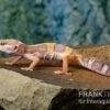 Leopardgecko, Eublepharis Macularius, TREMPER ALBINO JUNGLE MACK SNOW -Zoohandlung Leopardgecko Eublepharis macularius Tremper Albino Jungle Mack Snow