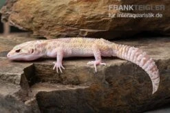 Leopardgecko, Eublepharis Macularius, TREMPER ALBINO MACK SNOW ECLIPSE -Zoohandlung Leopardgecko Eublepharis macularius Tremper Albino Mack Snow Eclipse 10