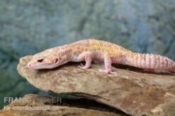Leopardgecko, Eublepharis Macularius, TREMPER ALBINO MACK SNOW ECLIPSE -Zoohandlung Leopardgecko Eublepharis macularius Tremper Albino Mack Snow Eclipse 13