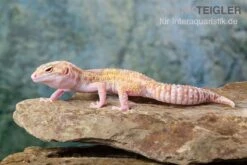 Leopardgecko, Eublepharis Macularius, TREMPER ALBINO MACK SNOW ECLIPSE -Zoohandlung Leopardgecko Eublepharis macularius Tremper Albino Mack Snow Eclipse 16