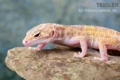 Leopardgecko, Eublepharis Macularius, TREMPER ALBINO MACK SNOW ECLIPSE -Zoohandlung Leopardgecko Eublepharis macularius Tremper Albino Mack Snow Eclipse 18