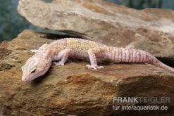 Zoohandlung -Zoohandlung Leopardgecko Eublepharis macularius Tremper Albino Mack Snow Eclipse 2