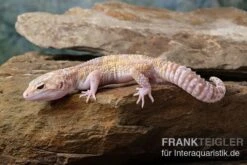 Leopardgecko, Eublepharis Macularius, TREMPER ALBINO MACK SNOW ECLIPSE -Zoohandlung Leopardgecko Eublepharis macularius Tremper Albino Mack Snow Eclipse 8