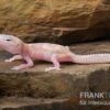 Leopardgecko, Eublepharis Macularius, TREMPER ALBINO MACK SNOW RAPTOR -Zoohandlung Leopardgecko Eublepharis macularius Tremper Albino Mack Snow Raptor 12