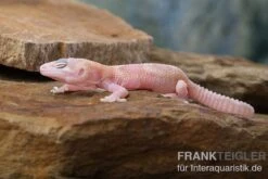 Leopardgecko, Eublepharis Macularius, TREMPER ALBINO MACK SNOW RAPTOR -Zoohandlung Leopardgecko Eublepharis macularius Tremper Albino Mack Snow Raptor 2