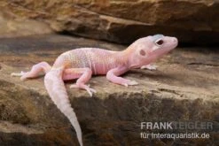 Leopardgecko, Eublepharis Macularius, TREMPER ALBINO MACK SNOW RAPTOR -Zoohandlung Leopardgecko Eublepharis macularius Tremper Albino Mack Snow Raptor 3