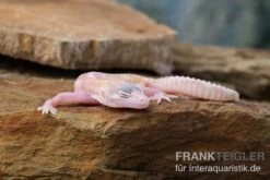 Leopardgecko, Eublepharis Macularius, TREMPER ALBINO MACK SNOW RAPTOR -Zoohandlung Leopardgecko Eublepharis macularius Tremper Albino Mack Snow Raptor 5