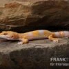 Leopardgecko, Eublepharis Macularius, TREMPER ALBINO TANGERINE -Zoohandlung Leopardgecko Eublepharis macularius Tremper Albino Tangerine 1