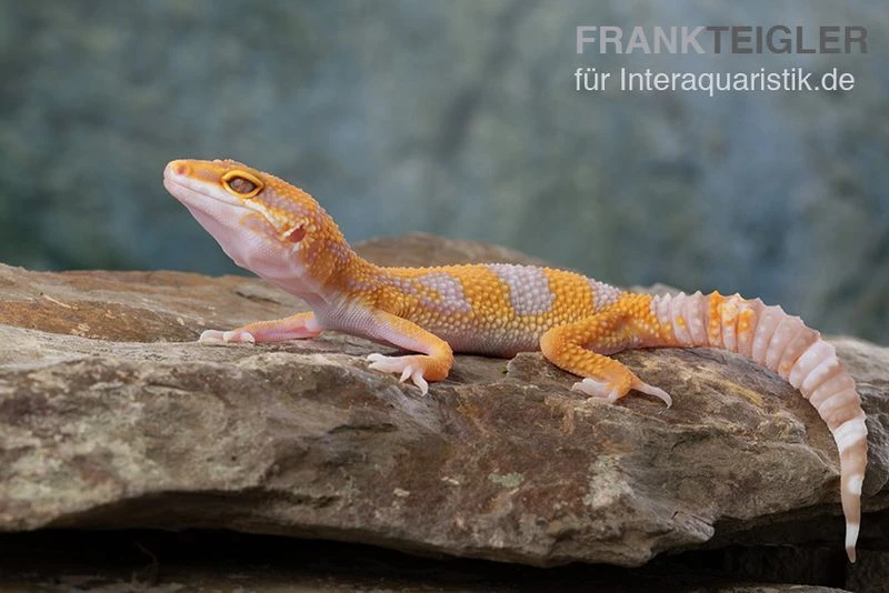 Leopardgecko, Eublepharis Macularius, TREMPER ALBINO TANGERINE 6 Leopardgecko, Eublepharis Macularius, TREMPER ALBINO TANGERINE – Bild 4