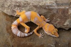 Leopardgecko, Eublepharis Macularius, TREMPER ALBINO TANGERINE 8 Leopardgecko, Eublepharis Macularius, TREMPER ALBINO TANGERINE -Zoohandlung Leopardgecko Eublepharis macularius Tremper Albino Tangerine 4