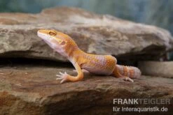 Leopardgecko, Eublepharis Macularius, TREMPER ALBINO TANGERINE 9 Leopardgecko, Eublepharis Macularius, TREMPER ALBINO TANGERINE -Zoohandlung Leopardgecko Eublepharis macularius Tremper Albino Tangerine 6