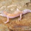 Leopardgecko, Eublepharis Macularius, WHITE & YELLOW 1 Leopardgecko, Eublepharis Macularius, WHITE & YELLOW -Zoohandlung Leopardgecko Eublepharis macularius White and Yellow 7
