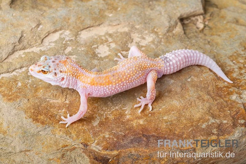 Leopardgecko, Eublepharis Macularius, WHITE & YELLOW 3 Leopardgecko, Eublepharis Macularius, WHITE & YELLOW