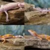 Leopardgecko Farbmix, Eublepharis Macularius 2 Leopardgecko Farbmix, Eublepharis Macularius -Zoohandlung Leopardgecko Mix