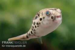 Leopardkugelfisch, Tetraodon Schoutedeni 9 Leopardkugelfisch, Tetraodon Schoutedeni -Zoohandlung Leopardkugelfisch Tetraodon schoutedeni 1