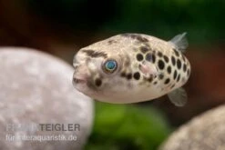 Leopardkugelfisch, Tetraodon Schoutedeni 10 Leopardkugelfisch, Tetraodon Schoutedeni -Zoohandlung Leopardkugelfisch Tetraodon schoutedeni 2