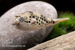 Leopardkugelfisch, Tetraodon Schoutedeni 11 Leopardkugelfisch, Tetraodon Schoutedeni -Zoohandlung Leopardkugelfisch Tetraodon schoutedeni 3