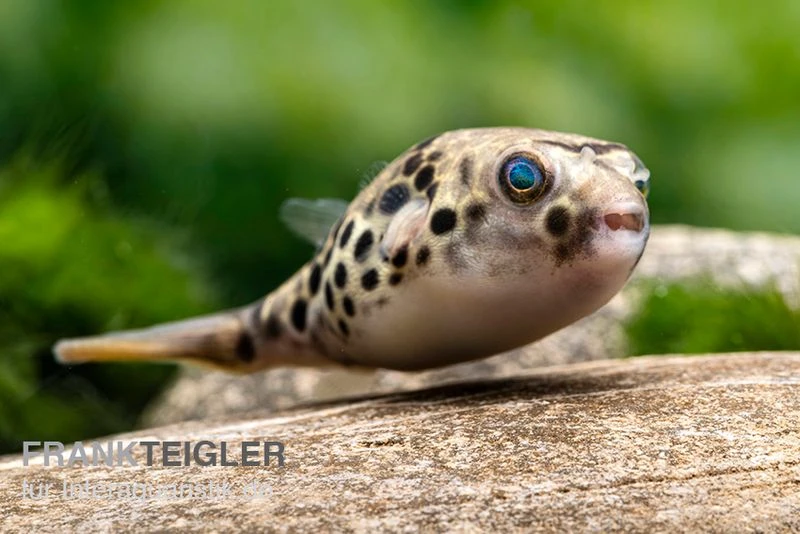 Leopardkugelfisch, Tetraodon Schoutedeni 3 Leopardkugelfisch, Tetraodon Schoutedeni