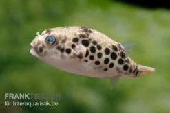 Leopardkugelfisch, Tetraodon Schoutedeni 13 Leopardkugelfisch, Tetraodon Schoutedeni -Zoohandlung Leopardkugelfisch Tetraodon schoutedeni 6