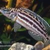 Vierstreifen-Lamprologus, Lepidiolamprologus Nkambae 2 Vierstreifen-Lamprologus, Lepidiolamprologus Nkambae -Zoohandlung Lepidiolamprologus nkambae