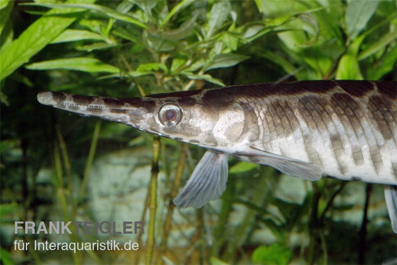 Gefleckter Knochenhecht, Kaimanfisch, Lepisosteus Oculatus 3 Gefleckter Knochenhecht, Kaimanfisch, Lepisosteus Oculatus
