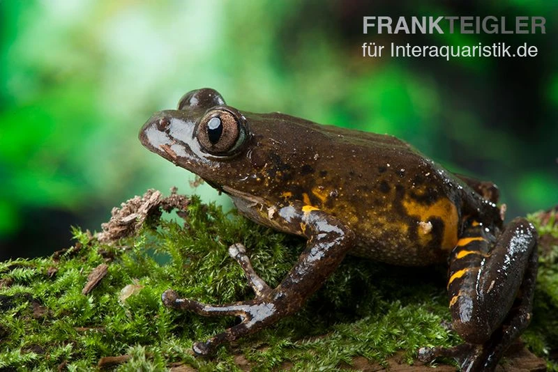 Big-Eye Frog, Leptopilis Spec. Big-Eye Frog 3 Big-Eye Frog, Leptopilis Spec. Big-Eye Frog