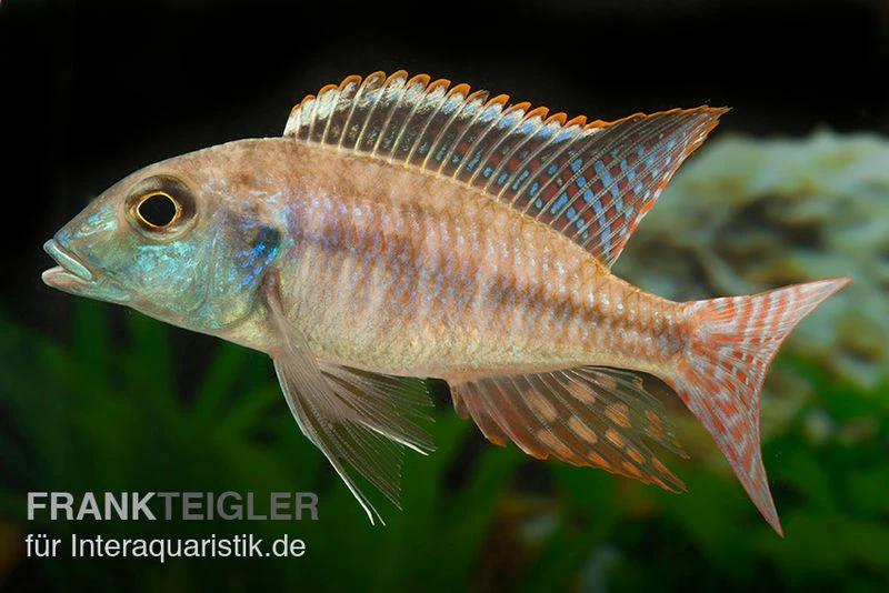 Lethrinops Albus Kande "Blue Fin", DNZ 3 Lethrinops Albus Kande "Blue Fin", DNZ