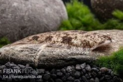 Leucorhynchos-Plattfisch, Süßwasserflunder, Achiroides Leucorhynchos 11 Leucorhynchos-Plattfisch, Süßwasserflunder, Achiroides Leucorhynchos -Zoohandlung Leucorhynchos Plattfisch Achiroides leucorhynchos 2