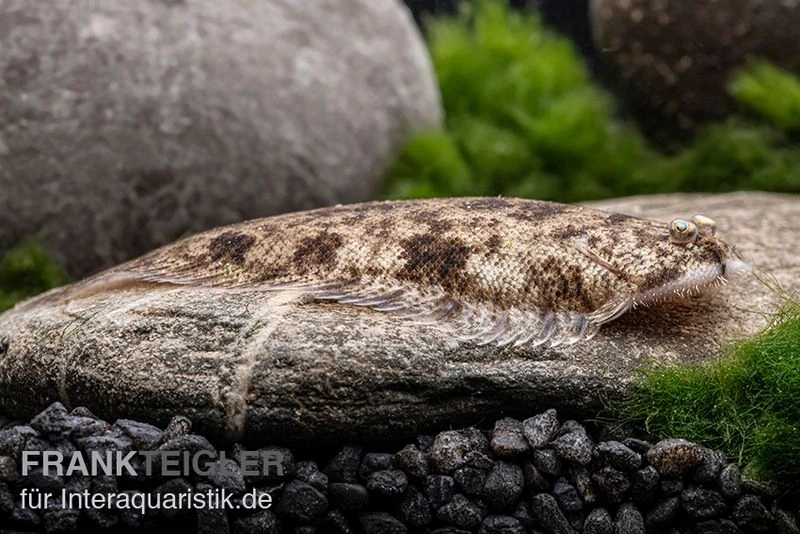 Leucorhynchos-Plattfisch, Süßwasserflunder, Achiroides Leucorhynchos 6 Leucorhynchos-Plattfisch, Süßwasserflunder, Achiroides Leucorhynchos – Bild 4