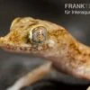 Lichtensteins Dünnfingergecko, Stenodactylus Sthenodactylus 2 Lichtensteins Dünnfingergecko, Stenodactylus Sthenodactylus -Zoohandlung Lichtensteins Duennfingergecko Stenodactylus sthenodactylus 1