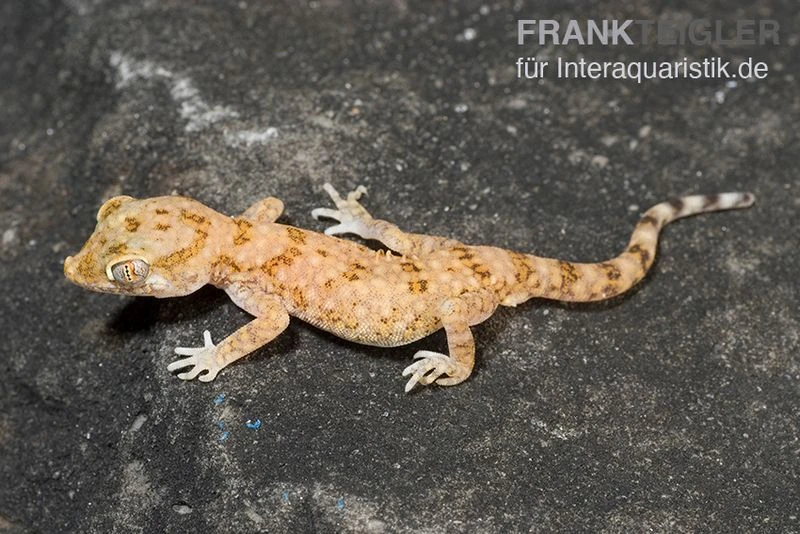 Lichtensteins Dünnfingergecko, Stenodactylus Sthenodactylus 4 Lichtensteins Dünnfingergecko, Stenodactylus Sthenodactylus – Bild 2